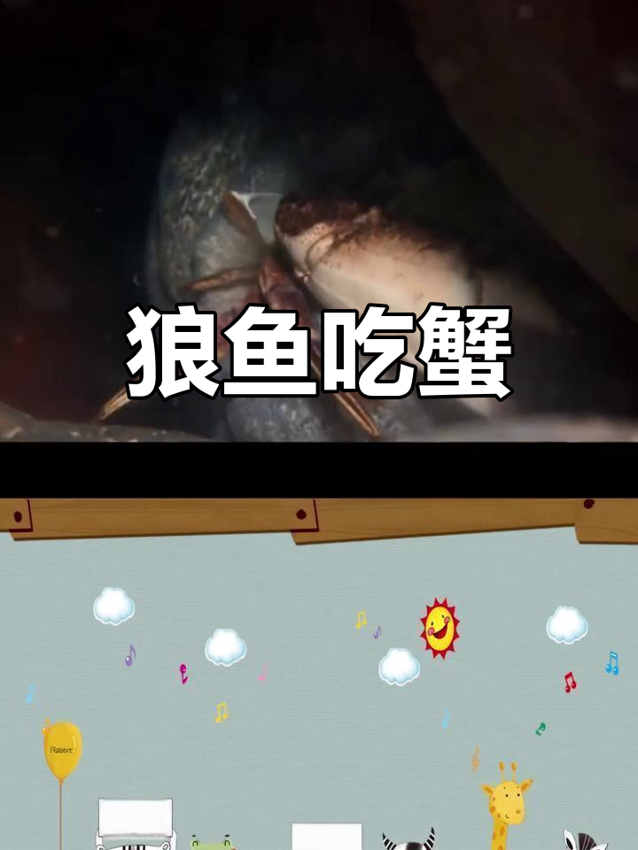 狼鱼捕食螃蟹的瞬间