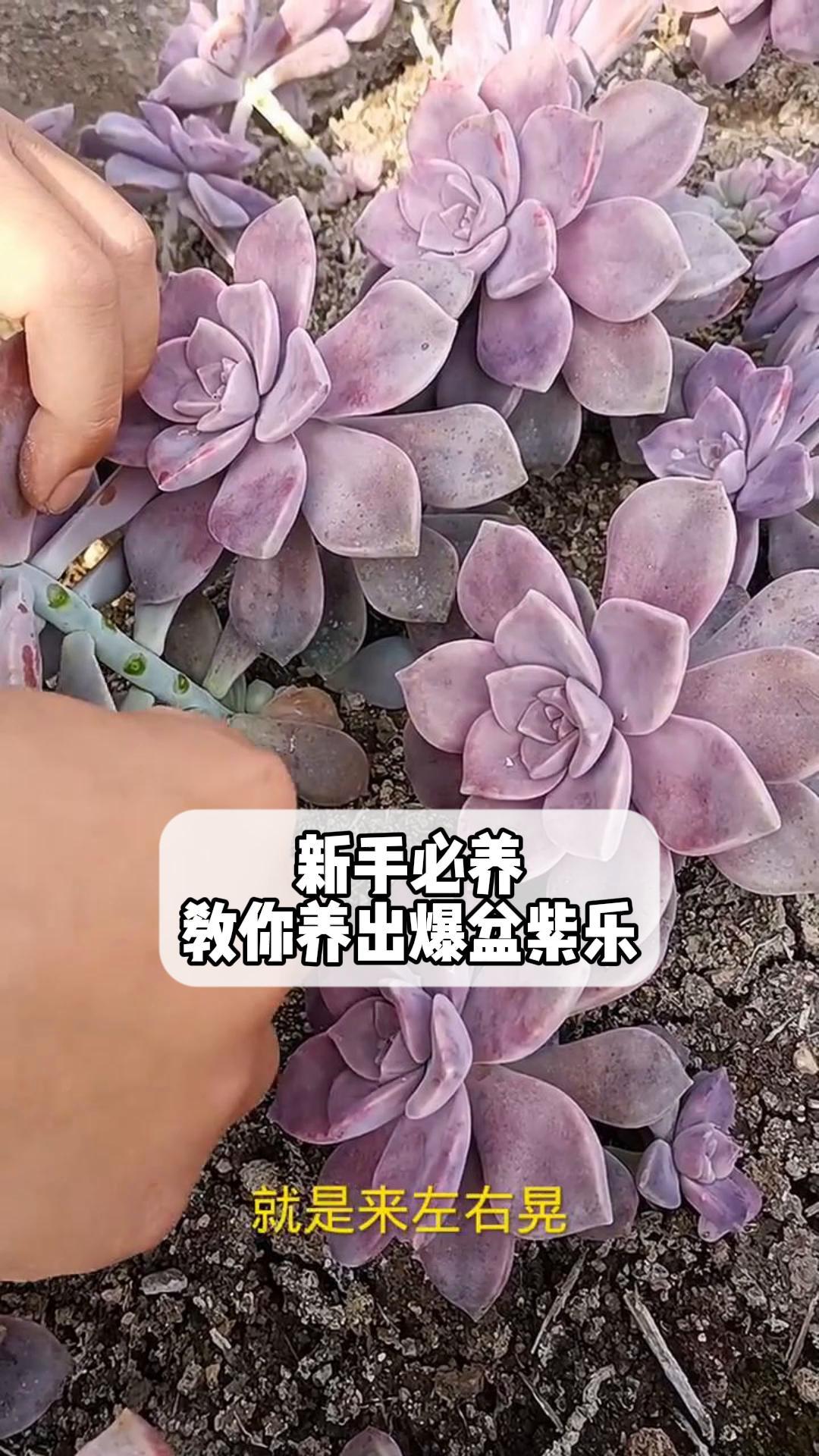 新手必养,教你养出爆盆紫乐