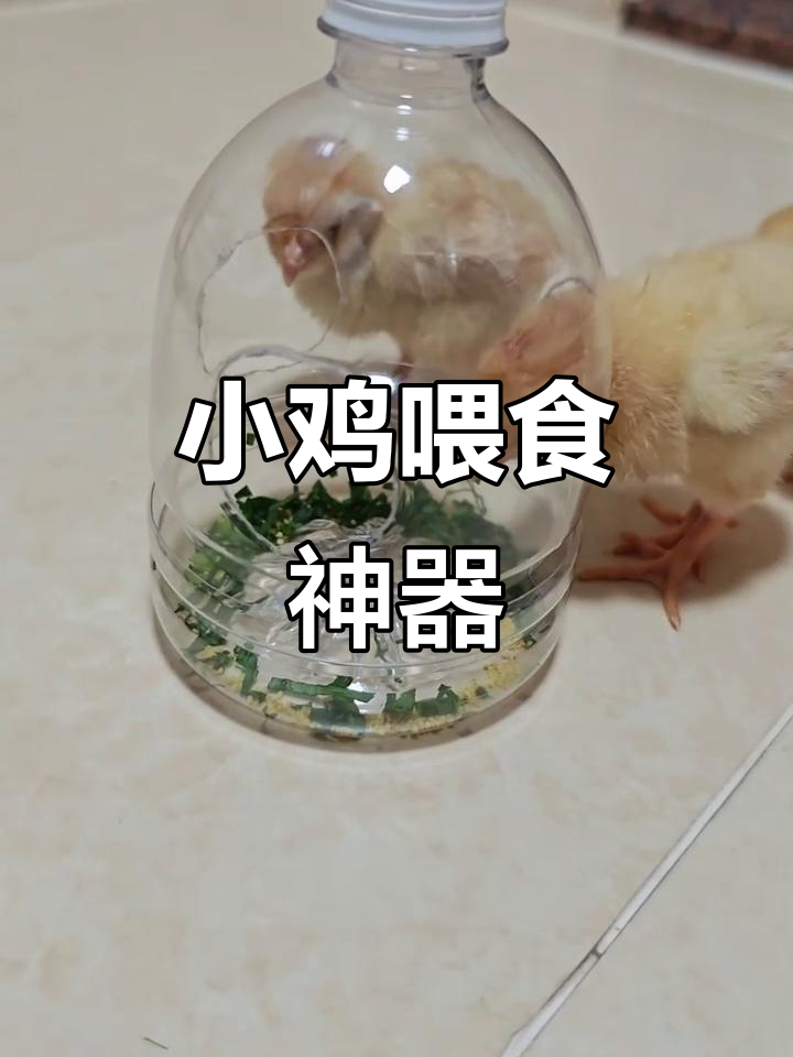 用塑料瓶轻松制作小鸡喂食器,食物不乱飞!
