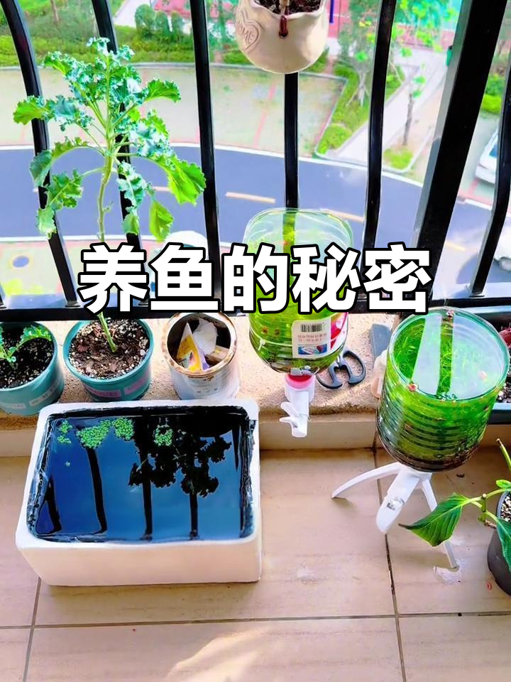 阳台养鱼为何更健康?泡沫箱竟成天然保护罩!