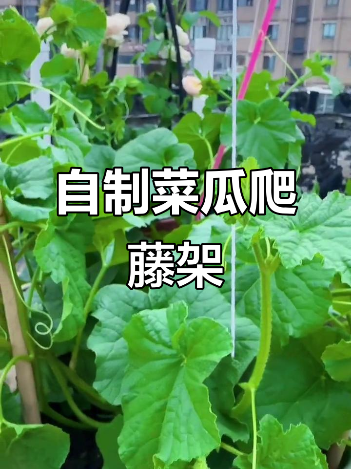 菜瓜爬藤架DIY,废料变宝轻松搞定