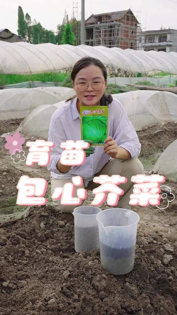 包心芥菜的种植方法大揭秘