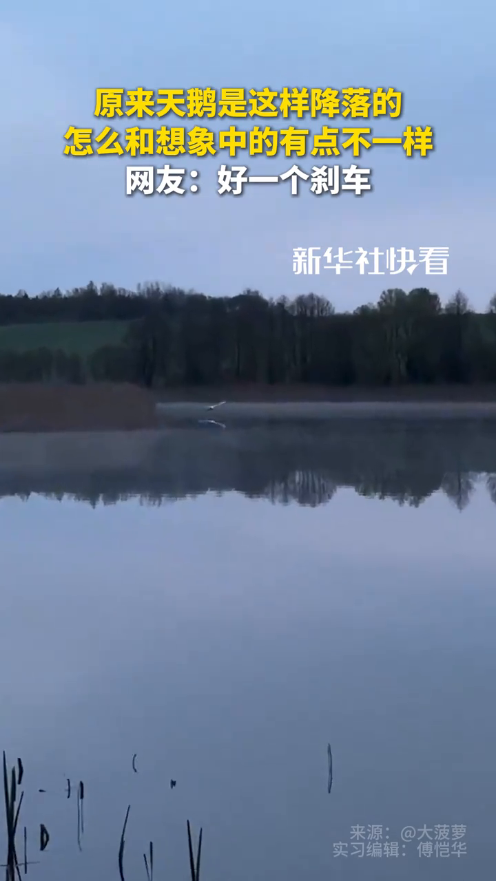 原来天鹅是这样降落的,怎么和想象中的有点不一样
