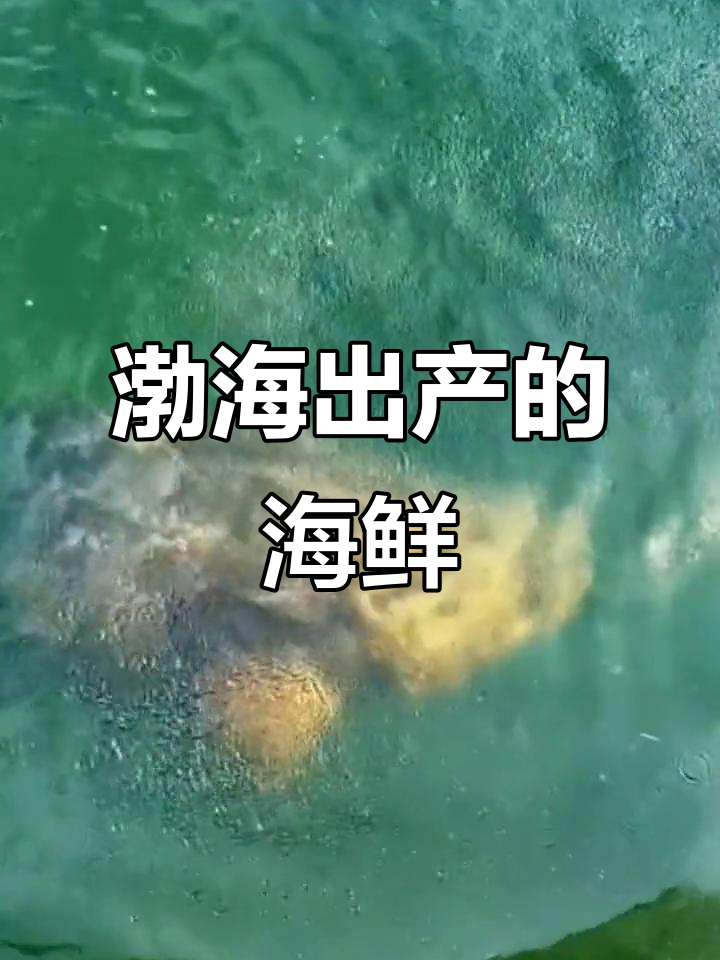 渤海海鲜大揭秘:石斑鱼和西班牙鱼的真相