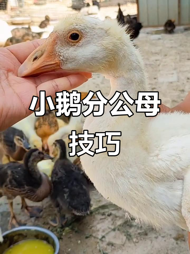 分辨小鹅公母，看头、嘴和体型特征