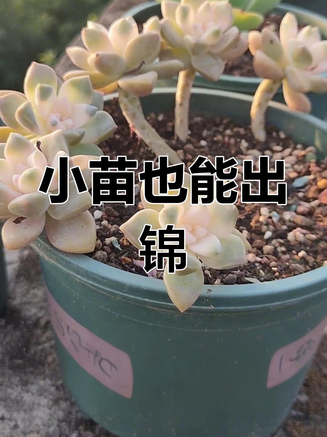 杏美人多肉小苗出锦,真神奇