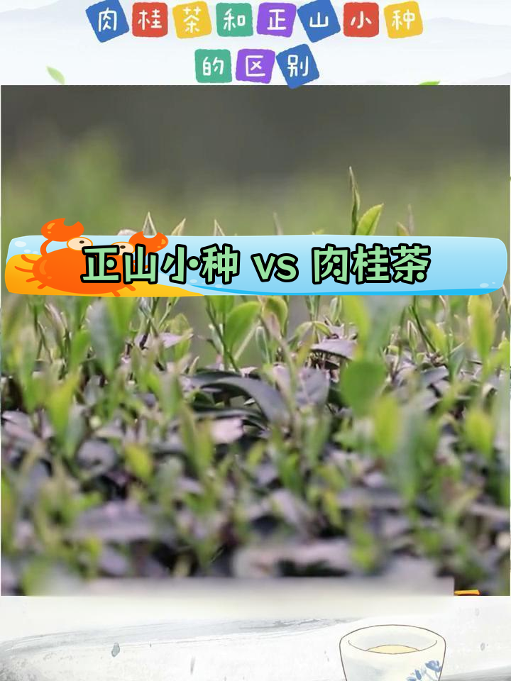 正山小种与肉桂茶的区别解析