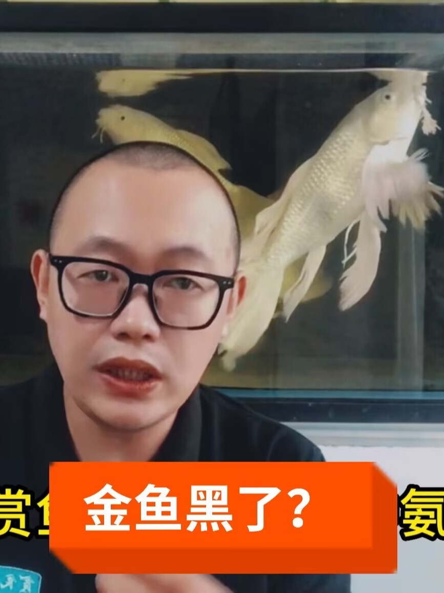 锦鲤、金鱼体表有黑斑怎么回事?如何处理?