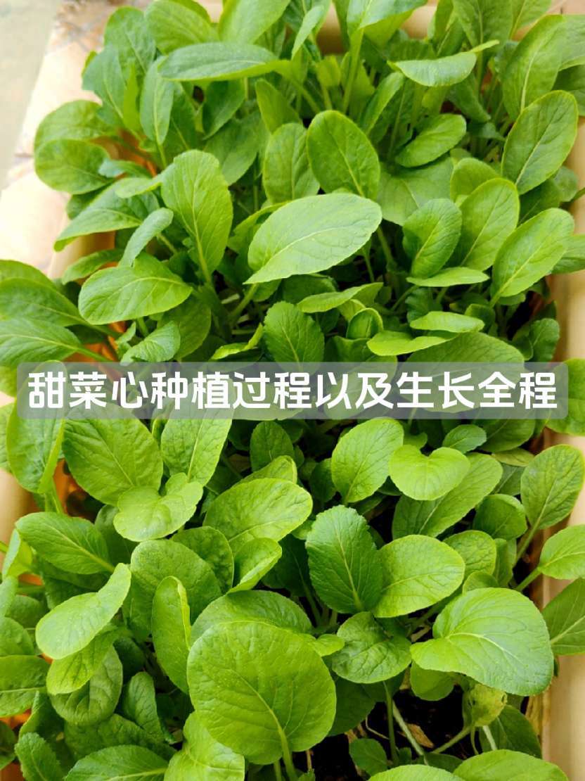 我用微小的镜头去记录下甜菜心从播种到收成的全程，总共花了一个月的时间；把自家阳台种菜的美好