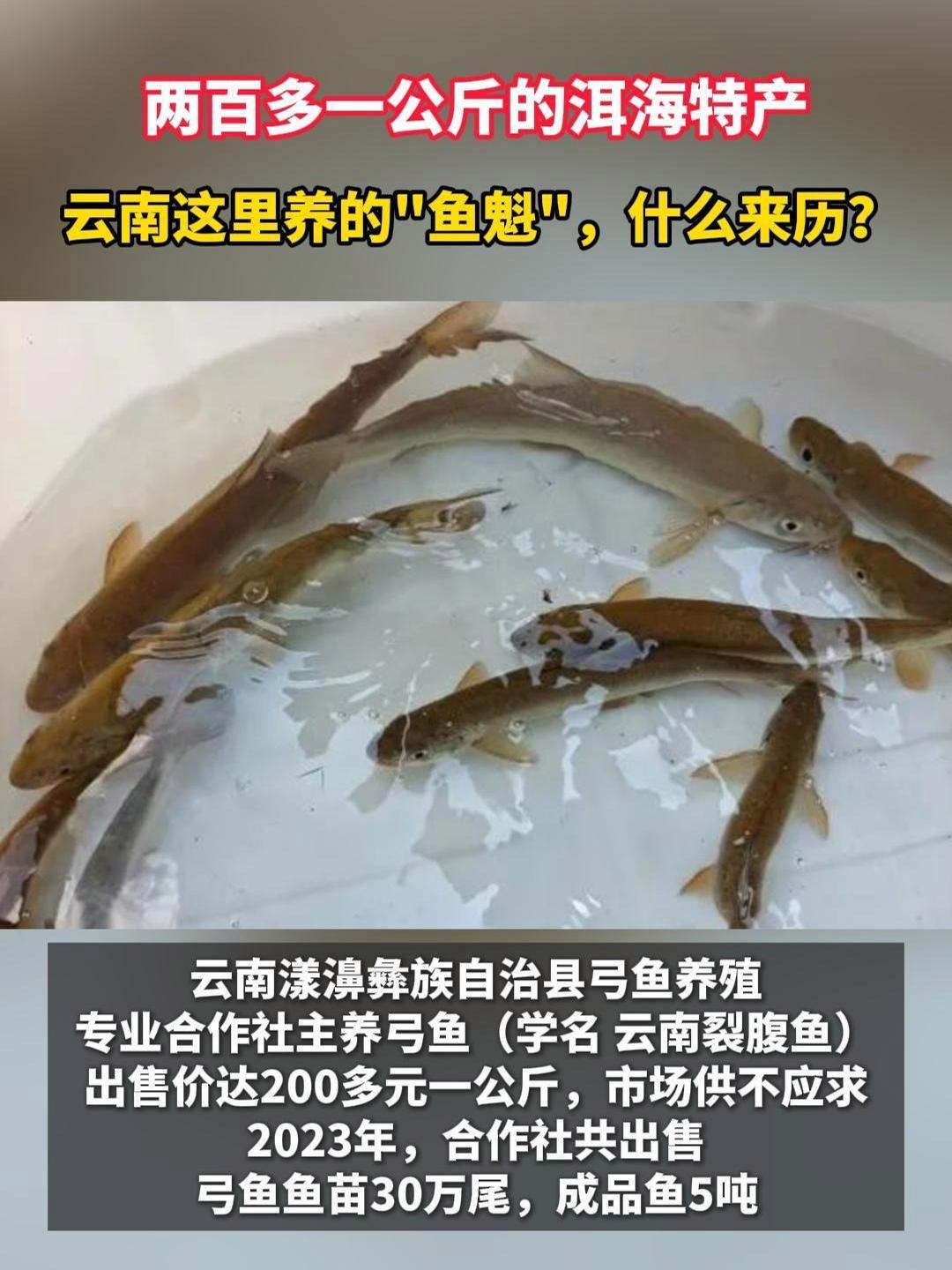 两百一公斤的洱海特产鱼!云南这里样的“鱼魁”,什么来历?弓鱼 水产养殖 云南裂腹鱼