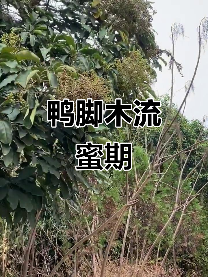 鸭脚木开花结果，冬季最佳蜜源揭秘