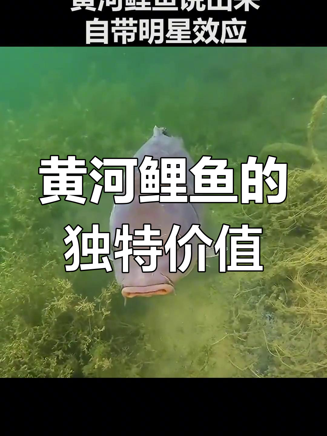 黄河鲤鱼为何比普通鲤鱼更值钱?揭秘背后的秘密