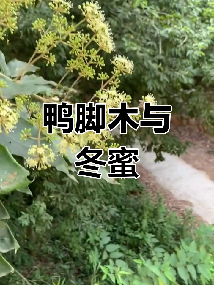 鸭脚木冬蜜:岭南特色蜂蜜的来源揭秘