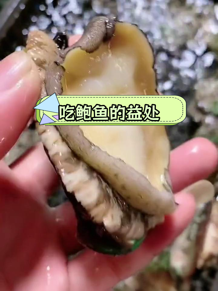 鲍鱼的美容与滋补功效,女性必看