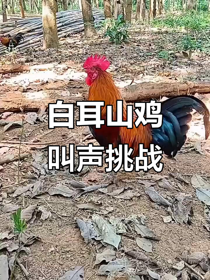 海南白耳山鸡公鸡叫声大比拼,最后竟然有惊喜!