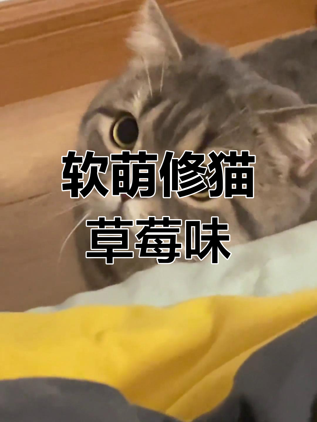 这只修猫咪太可爱了,一定是草莓味的!