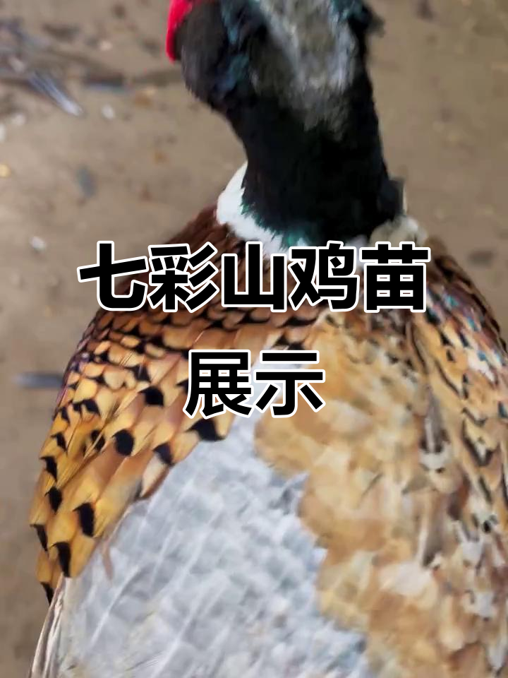 七彩山鸡苗的战斗风采,黄化剂让它们更炫丽