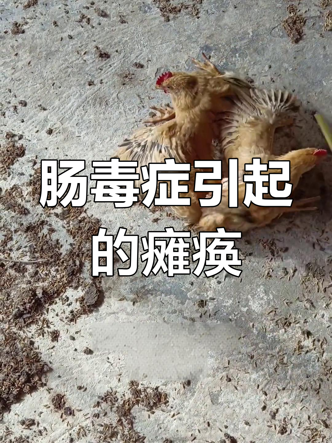 鸡肠道感染致瘫,如何治疗?