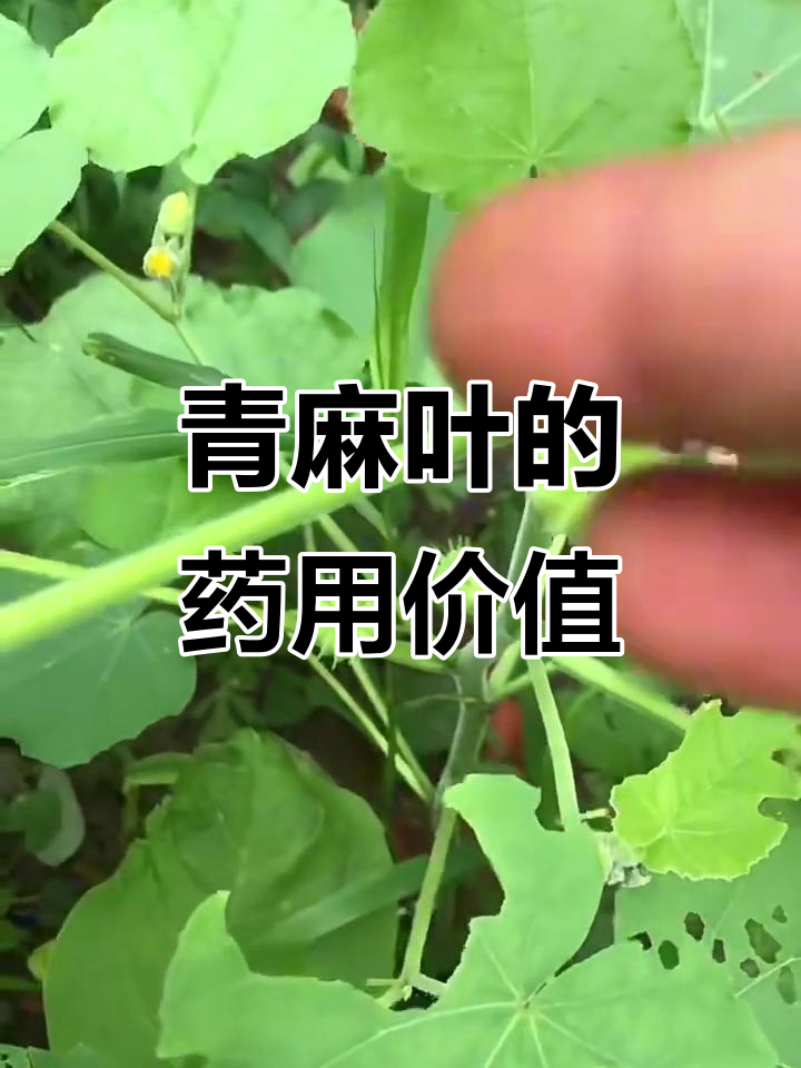 青麻叶的神奇作用,晒干后竟能治膝盖痛
