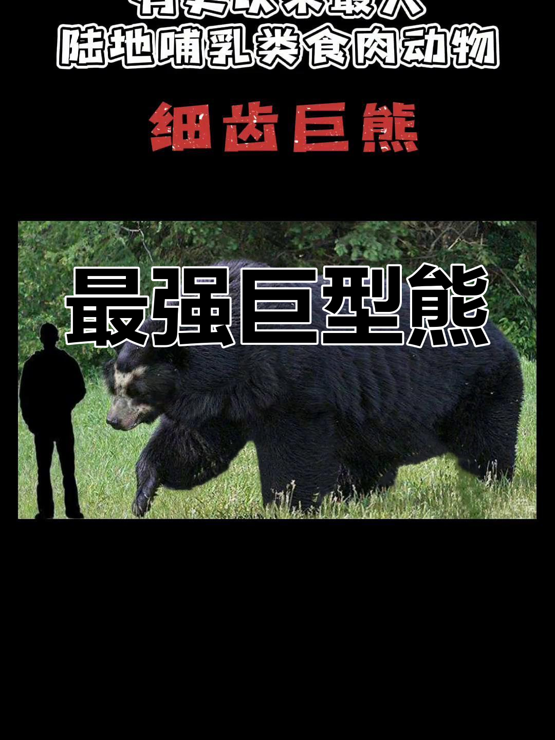 史上最强陆地食肉动物,巨型熊的震撼登场