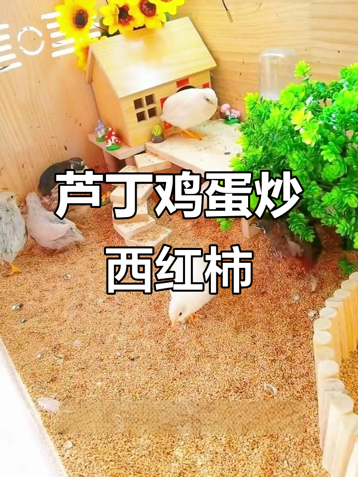 用芦丁鸡蛋做西红柿炒蛋,需要几颗才能炒一盘?