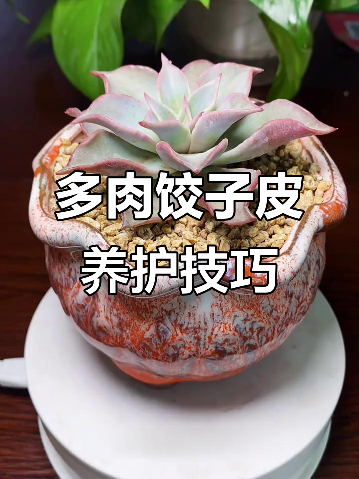 如何正确养护多肉饺子皮,光照、浇水全攻略