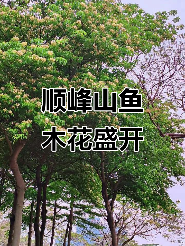 顺峰山公园鱼木花开,春天色彩满溢