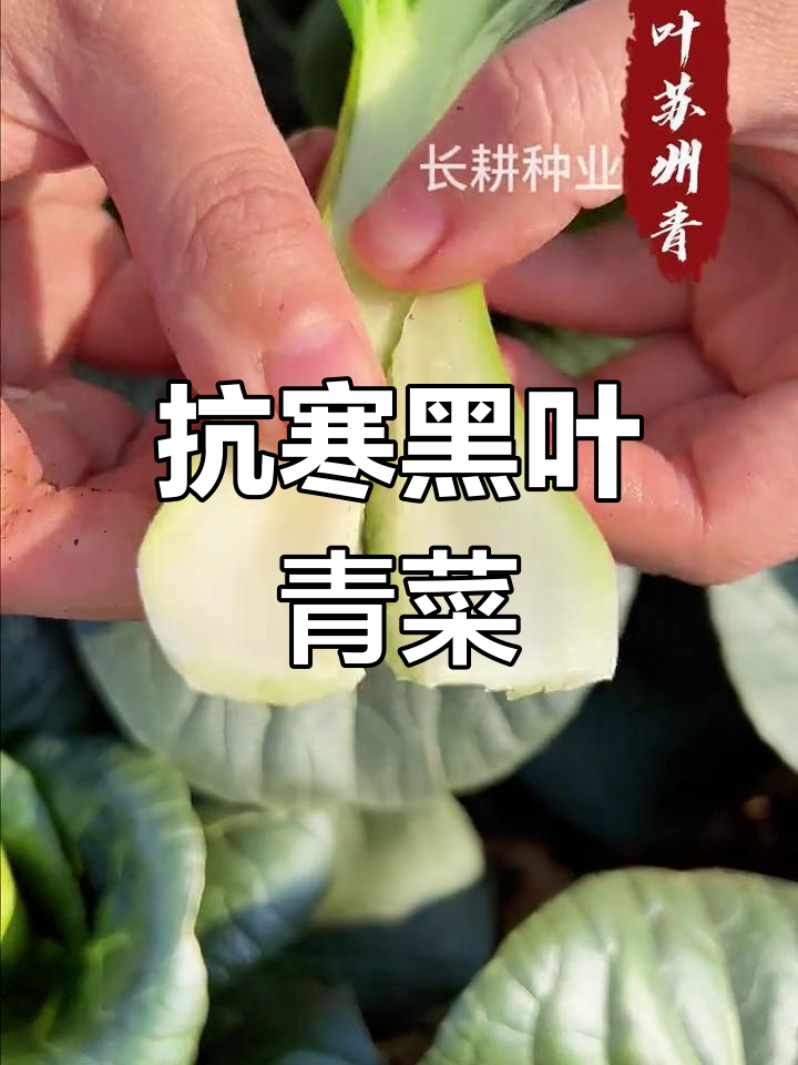 黑叶苏州青,零下6度依旧生机勃勃,赶紧种起来吧!
