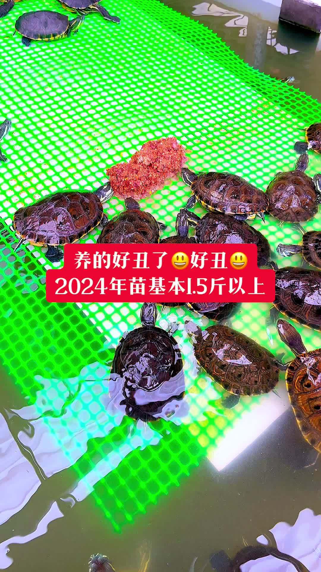 争取年底大河甜甜圈龟3斤以上