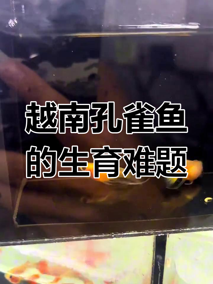 越南孔雀鱼难带胎?别赖药,先了解短体问题