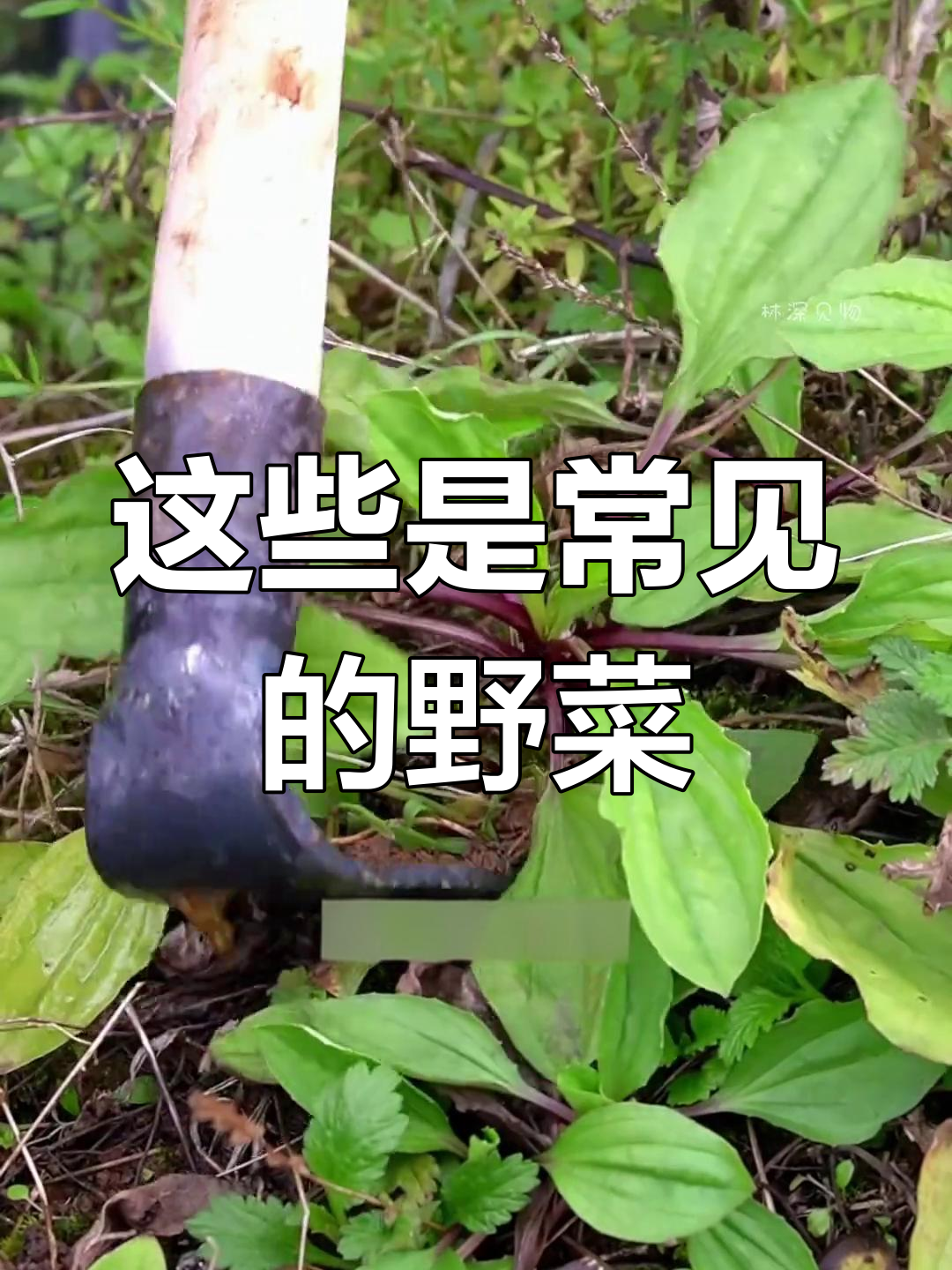 常见野菜大揭秘:这些你都知道吗?