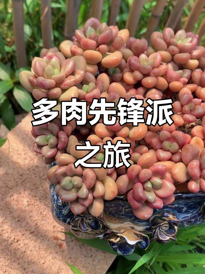 带你探索先锋派多肉品种,领略独特魅力