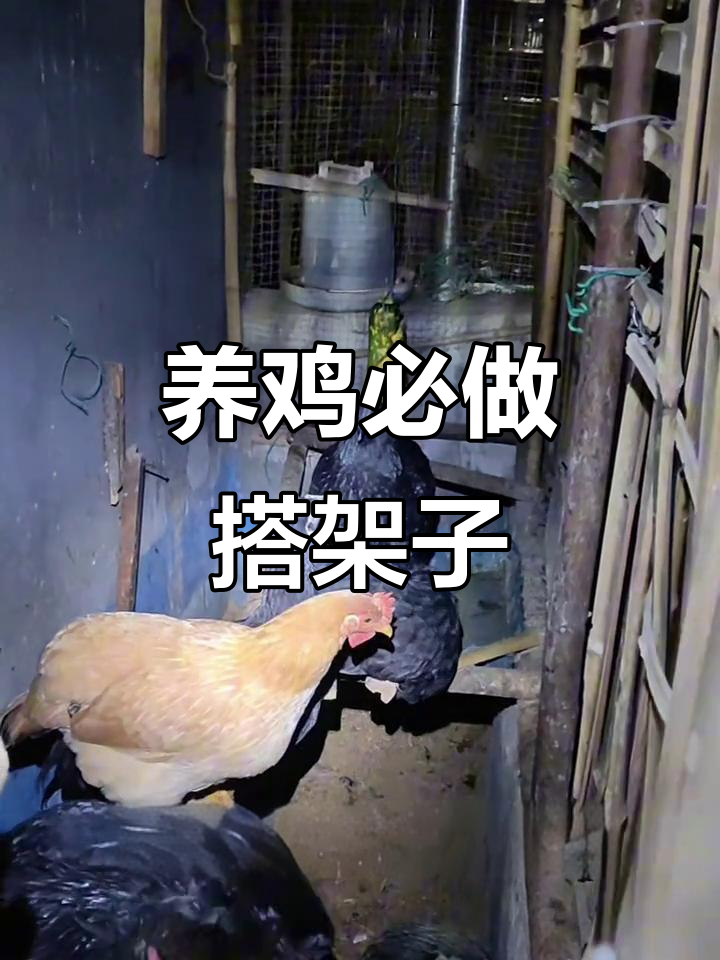 给鸡搭架子,少生病的小技巧