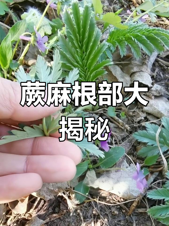 蕨麻的地下秘密,甘肃青海西藏特有根块竟能补气血