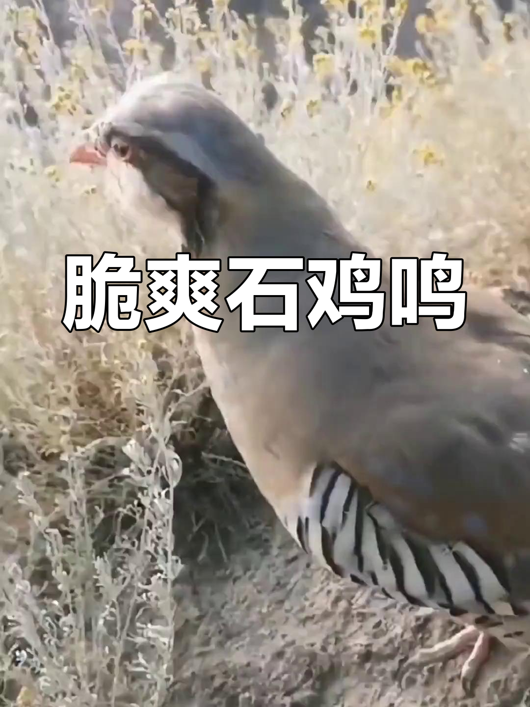 石鸡清脆叫声,悦耳动听