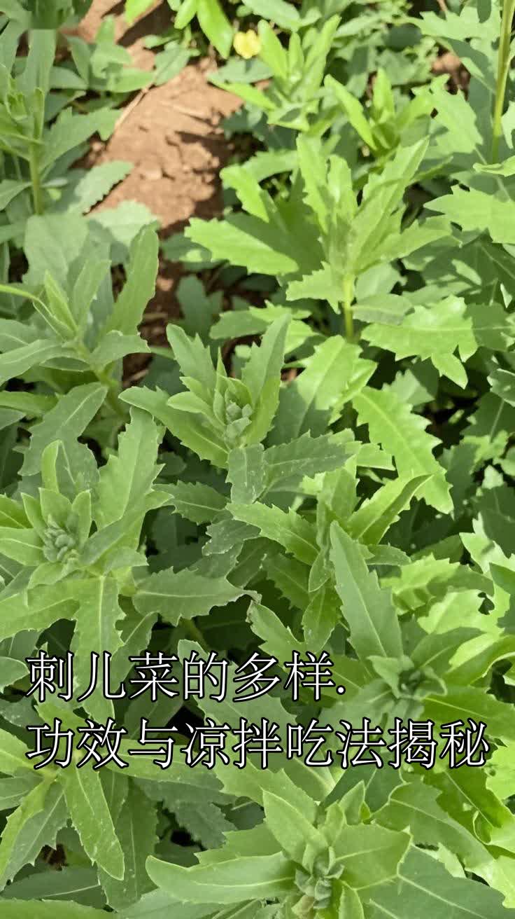 刺儿菜的多样.功效与凉拌吃法揭秘