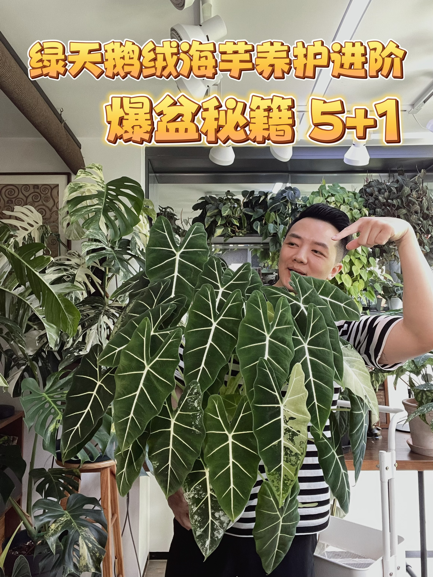 绿天鹅绒海芋养护进阶:如何养出爆盆绿鹅墙