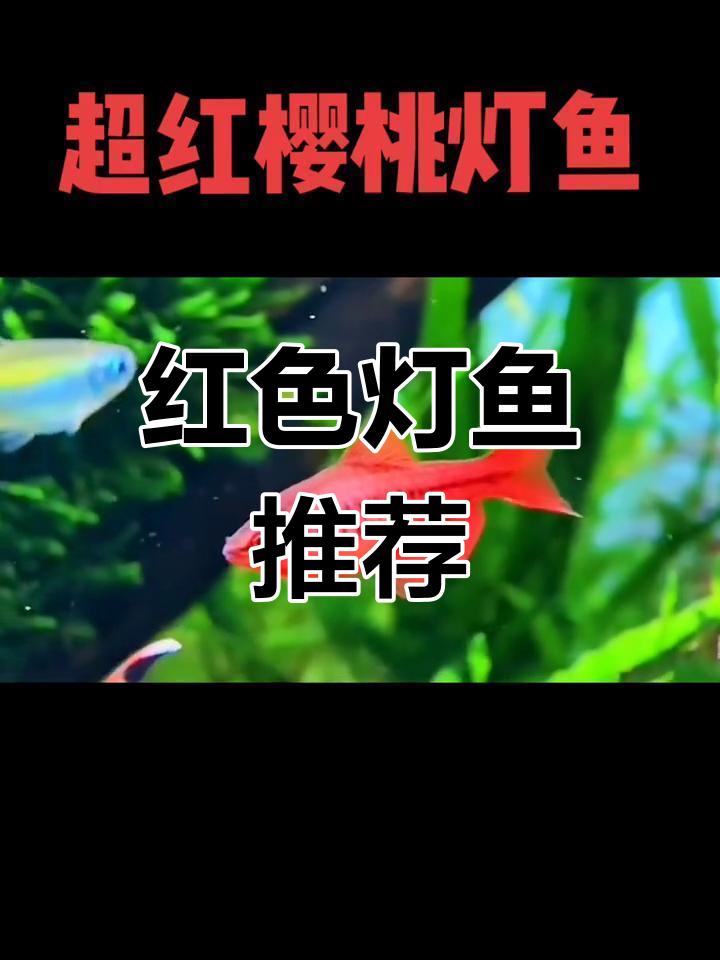 超红樱桃灯鱼,美丽水草搭配