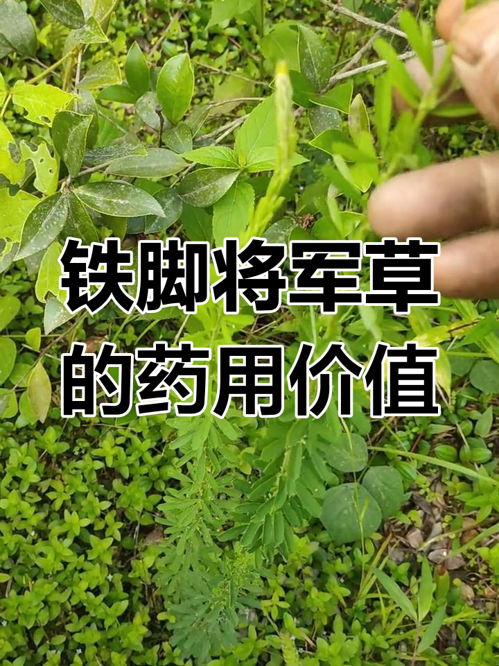 铁脚将军草:三伏叶开,蓝色花朵与药用功效