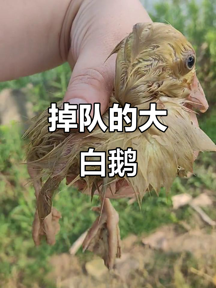 小白鹅掉队,兄弟帮忙追赶!