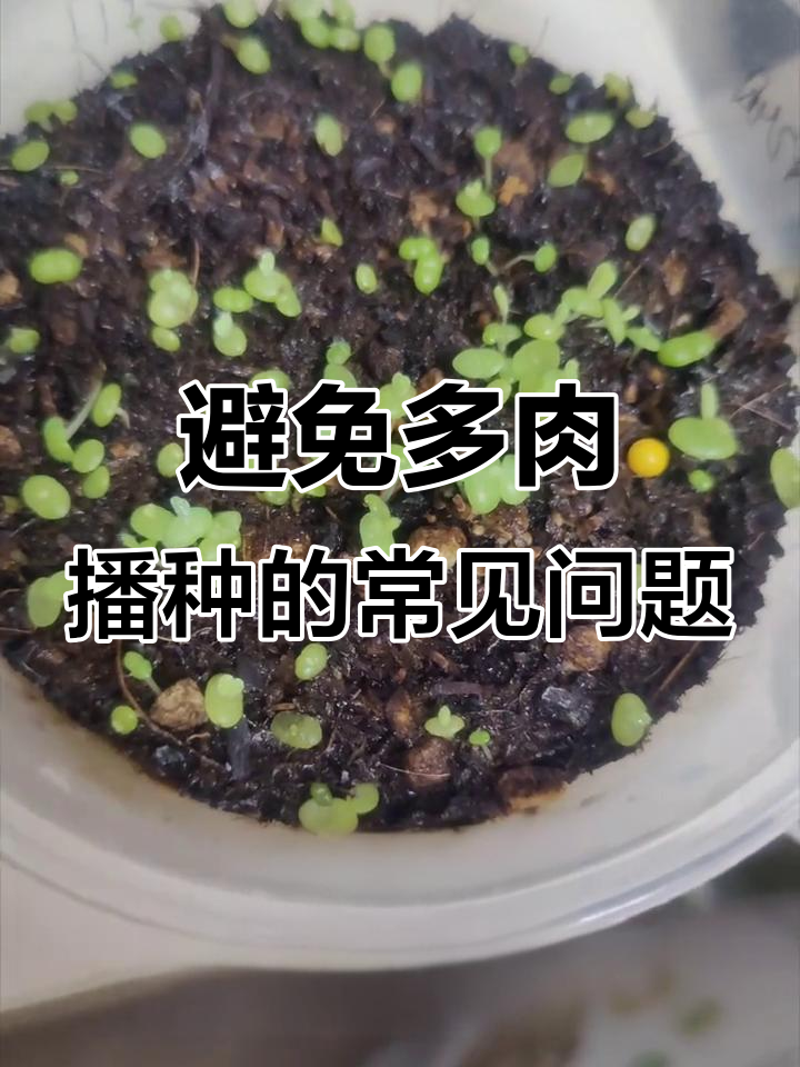多肉播种避坑指南,选对种子和技巧让你少走弯路