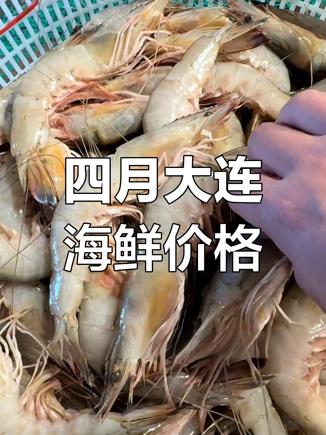 大连海鲜批发市场四月行情,新鲜大虾、黑鱼等一应俱全