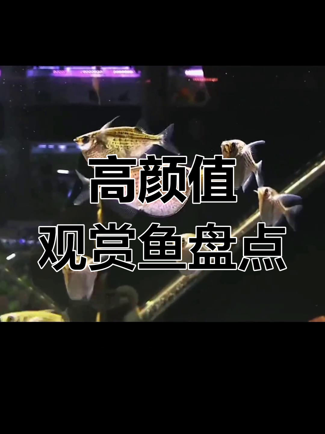 颜值爆表的观赏鱼,深水也能养