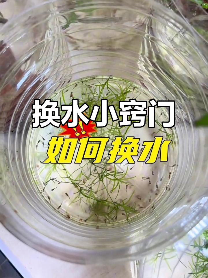 孔雀鱼幼崽换水频率与技巧，避免生病的关键步骤！