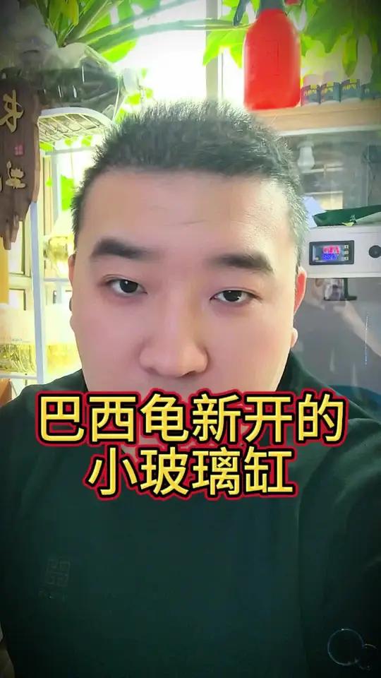 巴西龟新开的小缸 小巴西深水随便游,再打个小灯,真不错#玻璃钢 #桌面鱼缸 #养龟日常 #