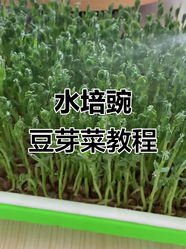 室内水培豌豆苗,简单几步教你快速上手