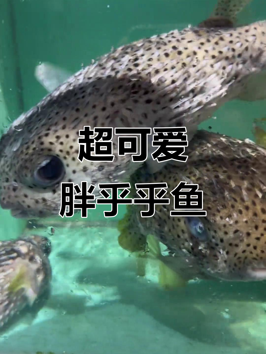 这条鱼圆滚滚,超萌!有认识的吗?