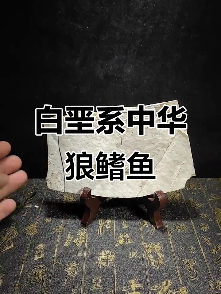 1亿3千万年前，晚侏罗纪中华狼鳍鱼化石揭秘