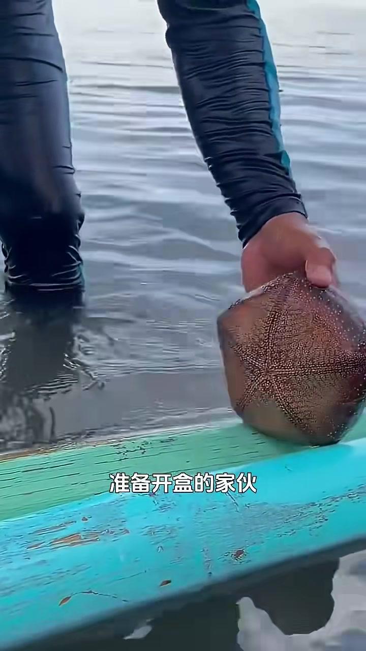 面包海星，一种胖胖的棘皮动物