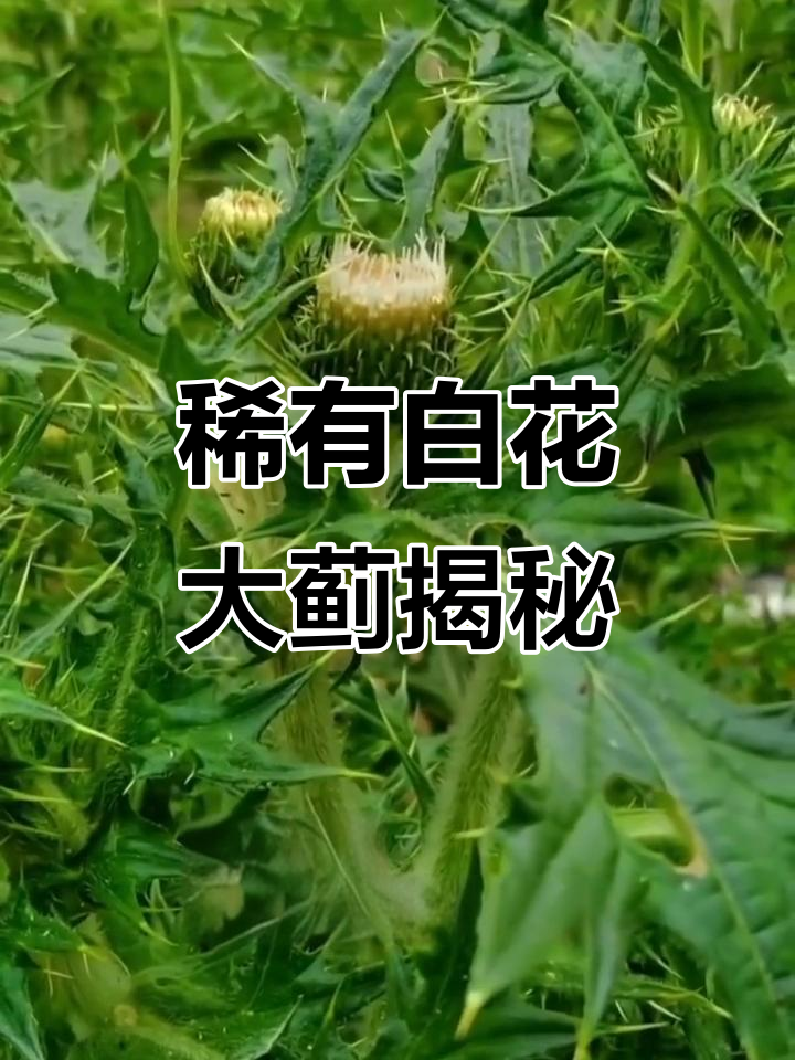 白花大蓟:珍稀植物的美味与药用价值